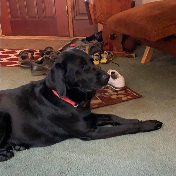 Meet your Posher, Camille - Picture 1 of 2